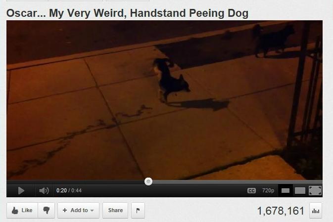 A dog's gotta do what a dog's gotta do