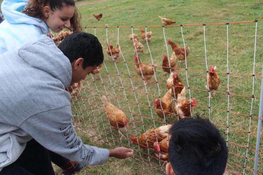 Zoe Hendricks (11), Ritvik Chennupati (11), and Franci Yang (11) feed Whitehall Farm chickens as Farmer Jeff discusses the process of cultivation (Photo by Saxon Scope).